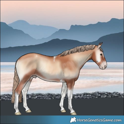 Horse Color:Gold Champagne Onyx Tobiano Rabicano 