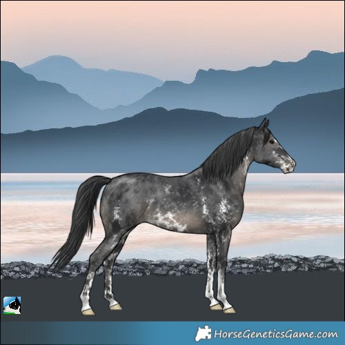 Horse Color:Black Sabino Rabicano 