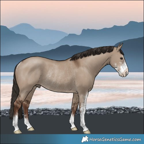 Horse Color:Liver Red Dun Sabino Rabicano 
