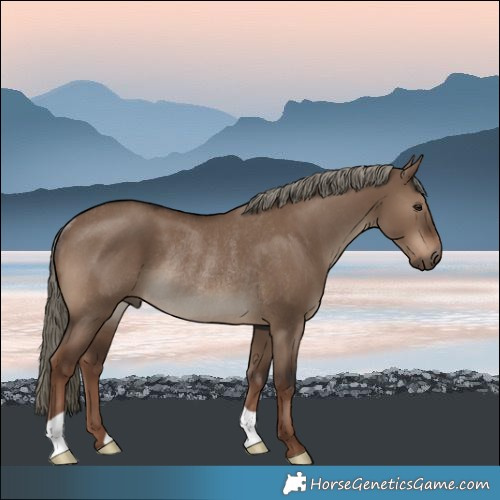 Horse Color:Liver Red Dun Rabicano