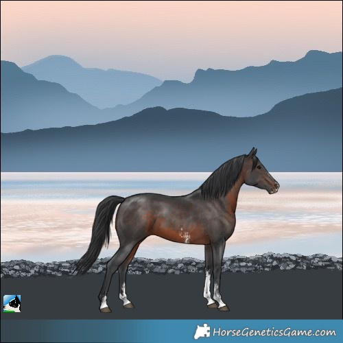 Horse Color:Brown Sabino 
