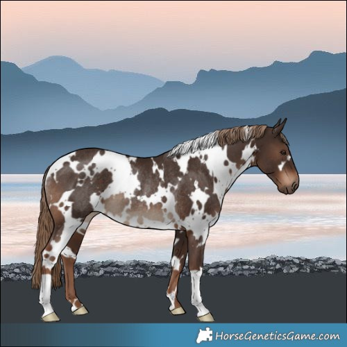 Horse Color:White Spotted Liver Chestnut Rabicano 