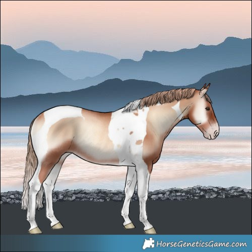 Horse Color:Gold Champagne Onyx Tobiano Rabicano 