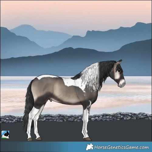 Horse Color:Blue Onyx Tobiano Rabicano 