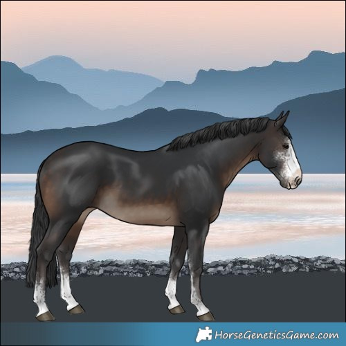 Horse Color:Brown Sabino 