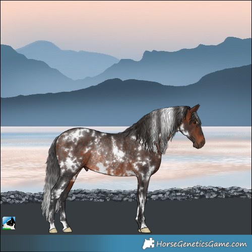 Horse Color:White Spotted Brown Rabicano