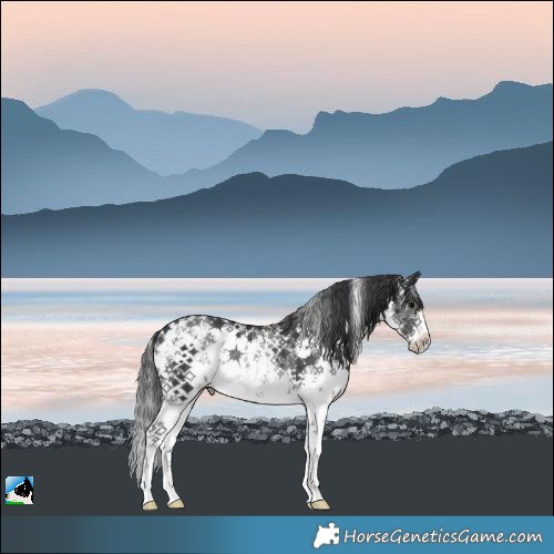 Horse Color:Black Sabino Rabicano