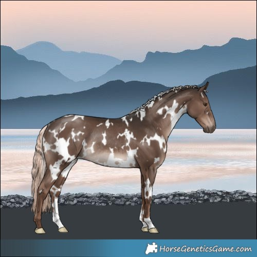 Horse Color:White Spotted Liver Chestnut Mushroom Rabicano 