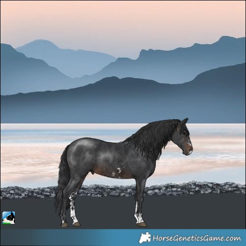 Horse Color:Brown Sabino Rabicano