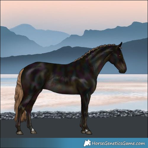Horse Color:Midnight Liver Chestnut Rabicano 