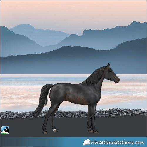 Horse Color:Brown 