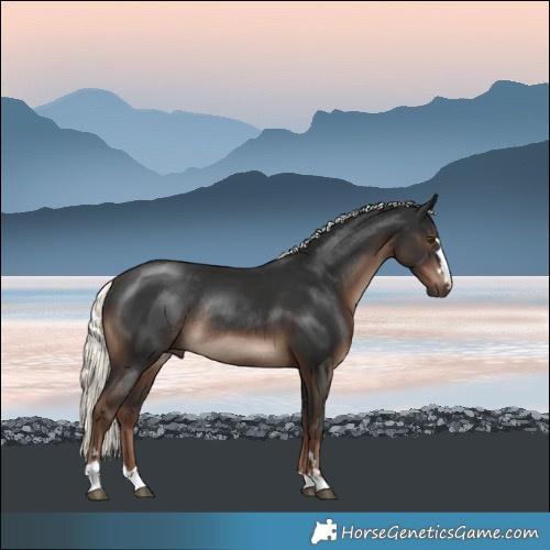 Horse Color:Liver Chestnut Mushroom Rabicano 