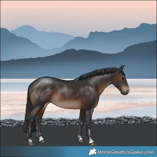 Horse Color:Brown 