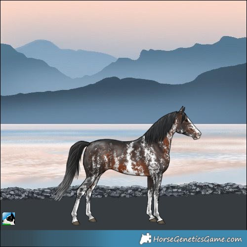 Horse Color:Brown Sabino