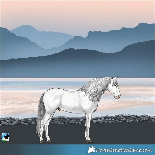 Horse Color:Black Sabino Rabicano 