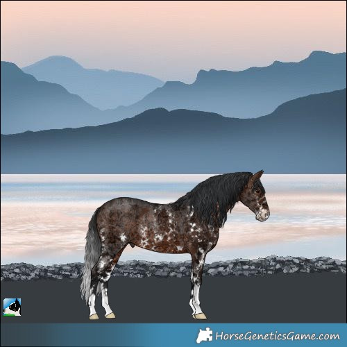 Horse Color:Brown Ice Sabino Rabicano 