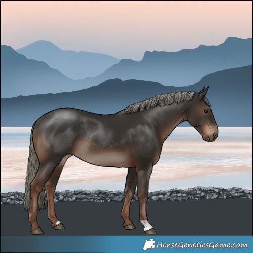 Horse Color:Liver Chestnut Mushroom Rabicano 