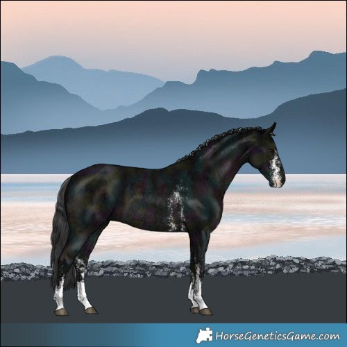 Horse Color:Midnight Black Ice Sabino 
