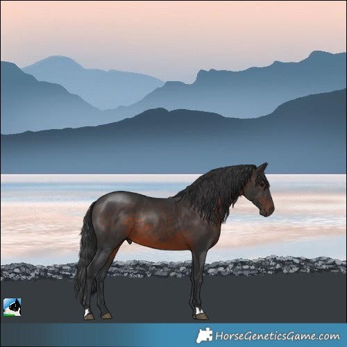 Horse Color:Brown Rabicano 