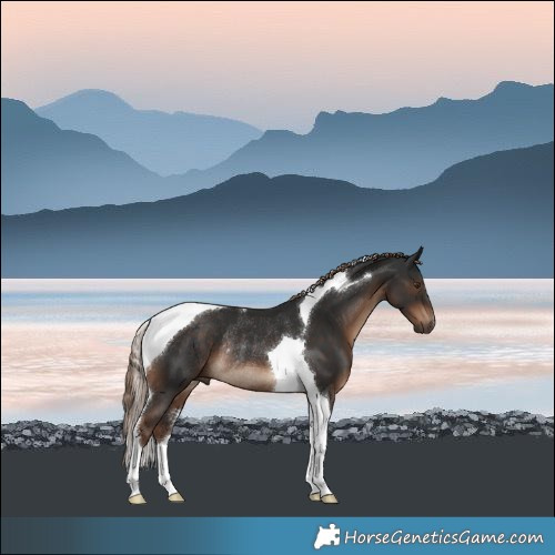 Horse Color:Liver Chestnut Tobiano Rabicano 
