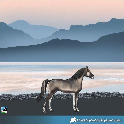 Horse Color:Blue Onyx Sabino Rabicano