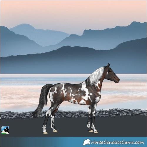 Horse Color:White Spotted Brown Rabicano