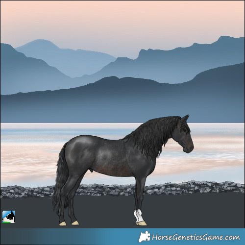 Horse Color:Brown Rabicano