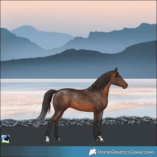 Horse Color:Brown Rabicano 