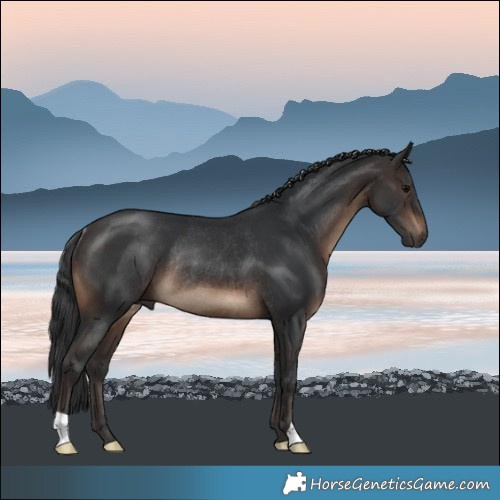 Horse Color:Brown Rabicano 