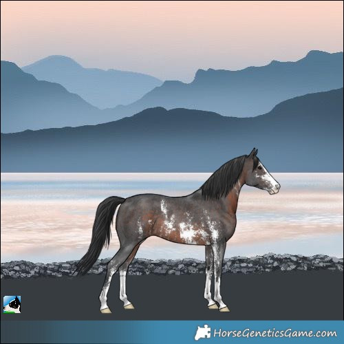 Horse Color:Brown Sabino Rabicano 