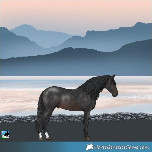 Horse Color:Brown Rabicano 