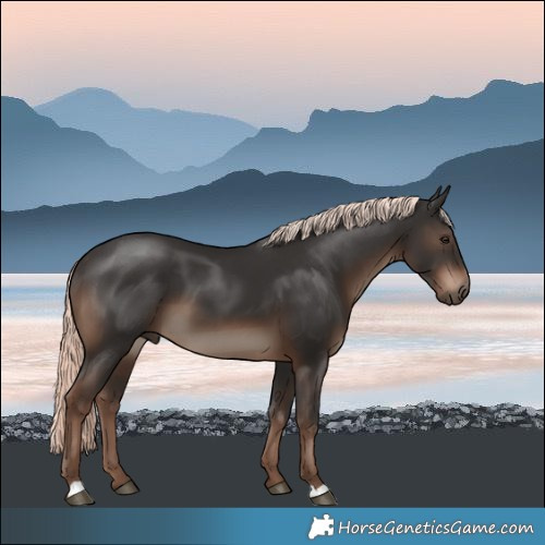 Horse Color:Liver Chestnut Mushroom 