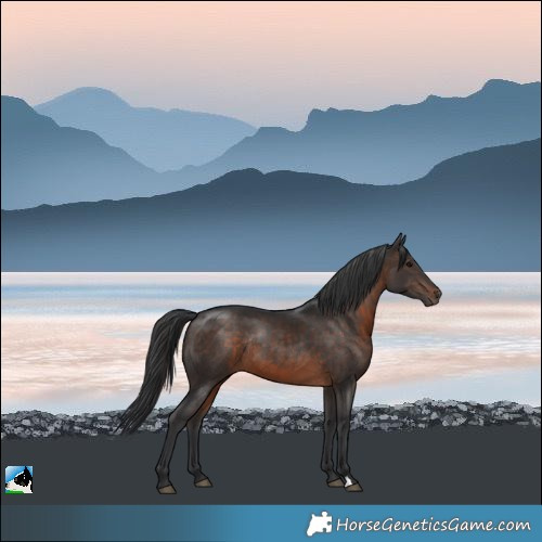Horse Color:Brown Rabicano 