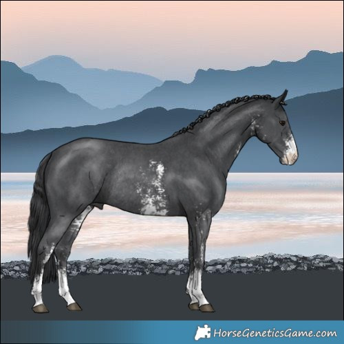 Horse Color:Black Mushroom Sabino Rabicano 