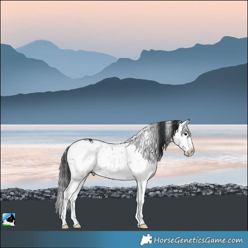 Horse Color:Black Sabino Rabicano 