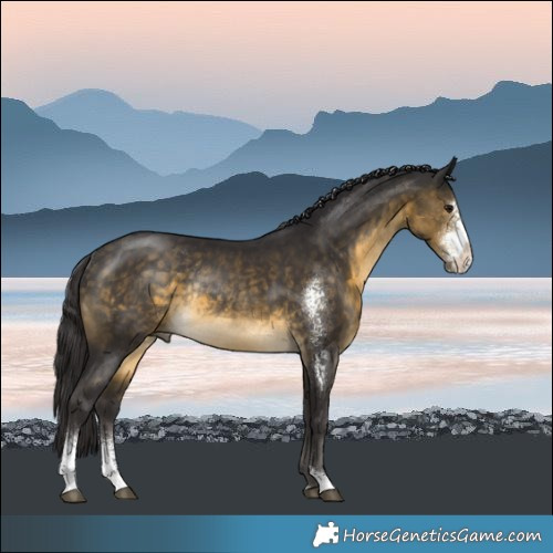 Horse Color:Buckskin Sabino Rabicano