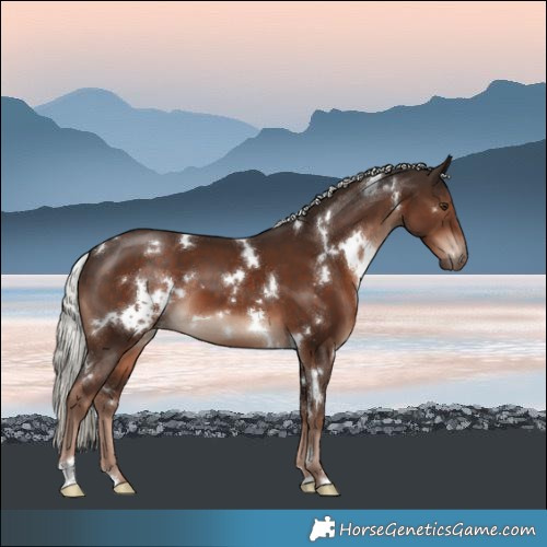 Horse Color:White Spotted Liver Chestnut Mushroom 