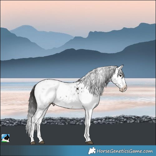 Horse Color:Brown Sabino Rabicano