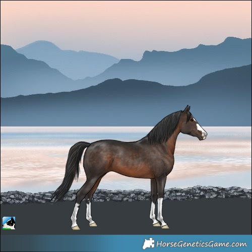Horse Color:Brown 