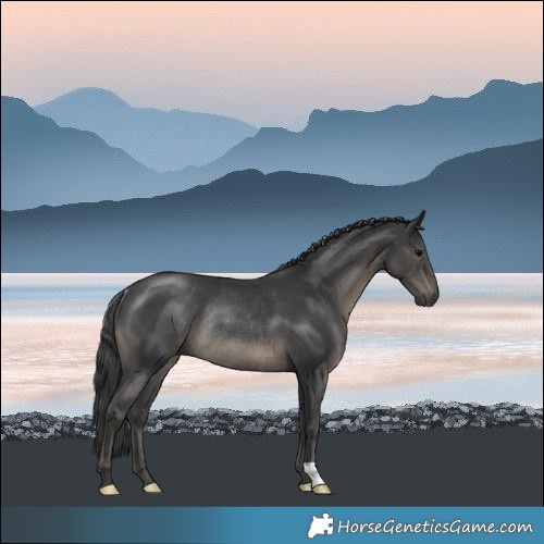 Horse Color:Black Rabicano 