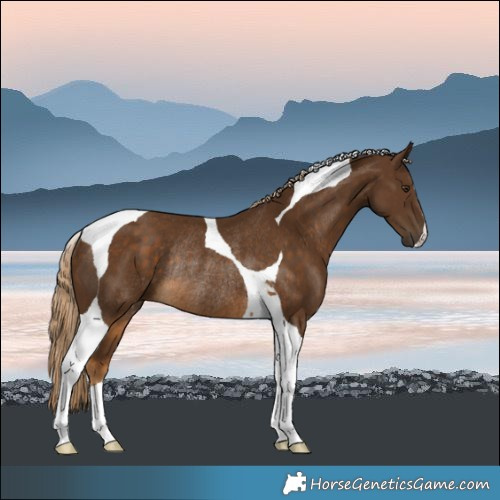 Horse Color:Chocolate Palomino Tobiano Rabicano 