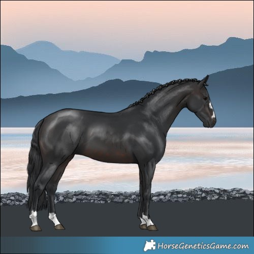 Horse Color:Brown 