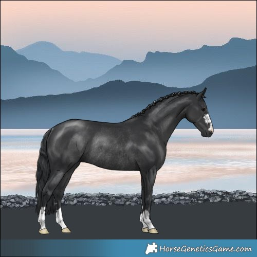 Horse Color:Black Rabicano 