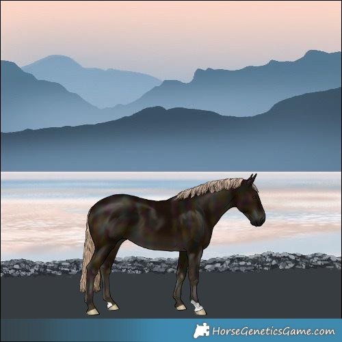 Horse Color:Midnight Chocolate Palomino 