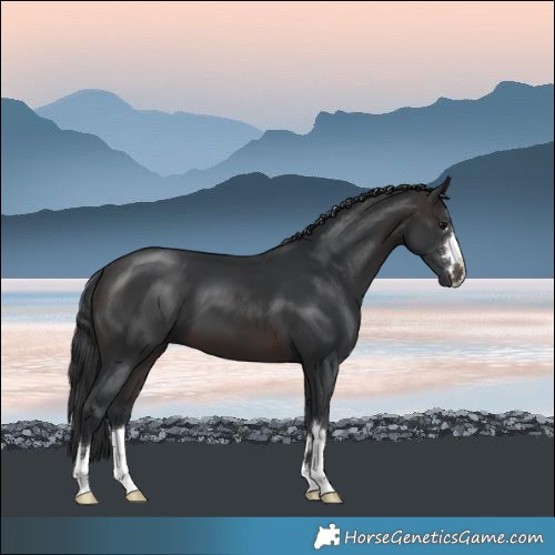 Horse Color:Brown 