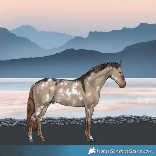 Horse Color:White Spotted Liver Red Dun Rabicano