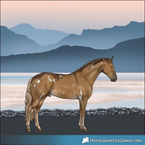 Horse Color:White Spotted Chocolate Palomino Dun 