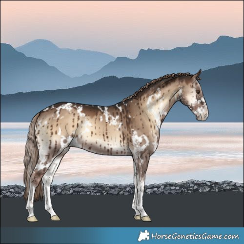 Horse Color:White Spotted Liver Red Dun Onyx Sabino Brindle 