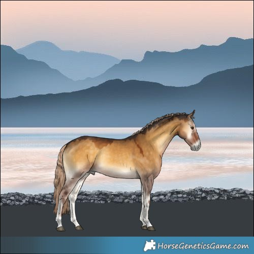 Horse Color:Chocolate Palomino Onyx 