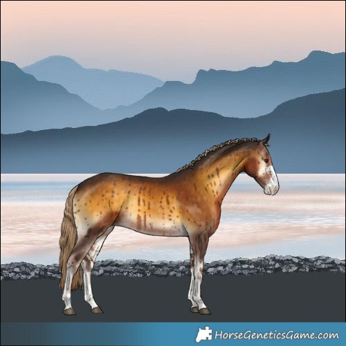 Horse Color:Chocolate Palomino Onyx Sabino 